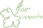 logo acer campestre